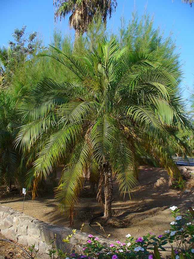 Phoenix roebelenii planta Phoenix roebelenii planta