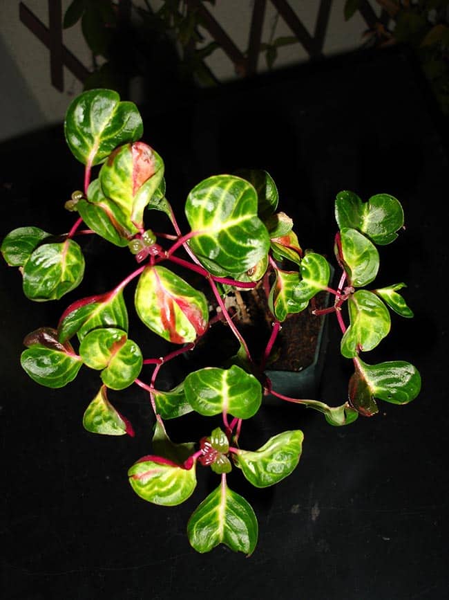 Planta Coracao Magoado decoracao