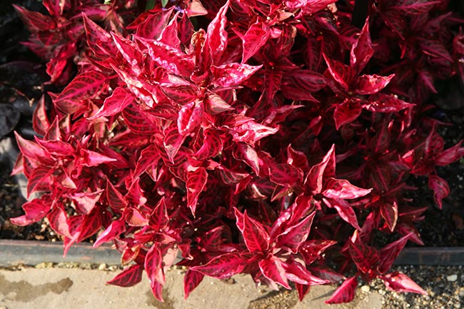Planta Coracao Magoado folha
