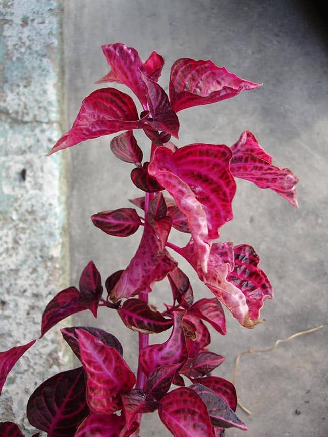 Planta Coracao Magoado folhas