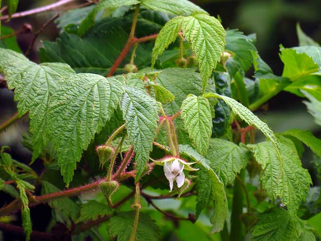 Rubus idaeus folhas 1 Rubus idaeus folhas 1