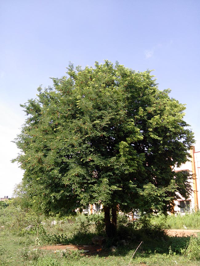 Tamarindus indica arvores