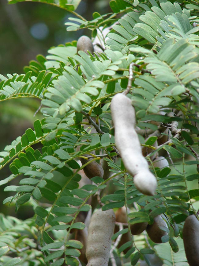 Tamarindus indica frutos