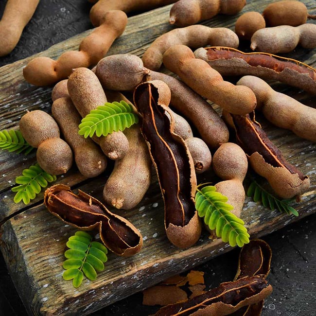 Tamarindus indica semente