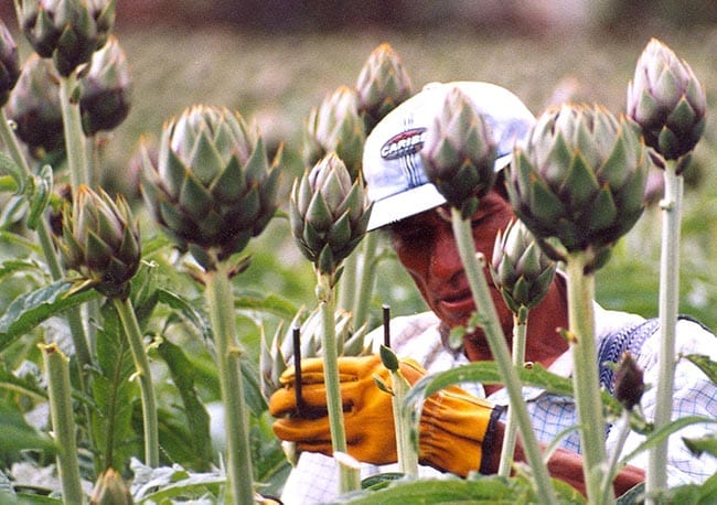 alcachofra cuidados da planta
