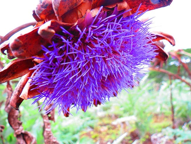 alcachofra decoracao