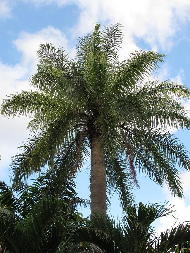 arvore Acrocomia aculeata