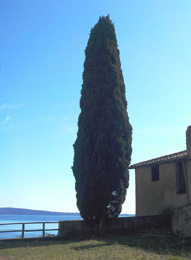 arvore Cupressus sempervirens