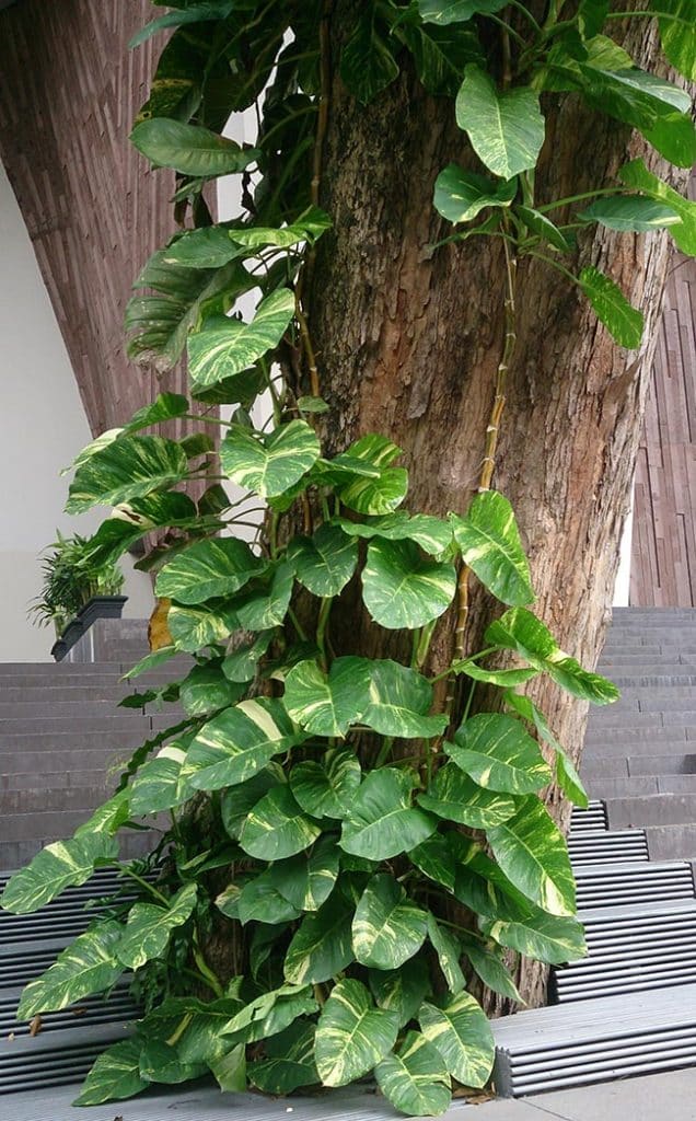 arvore Epipremnum aureum