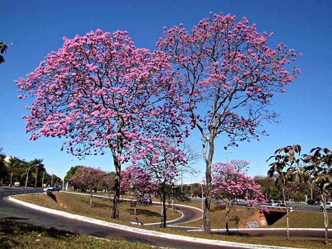 arvore Handroanthus impetiginosus 1