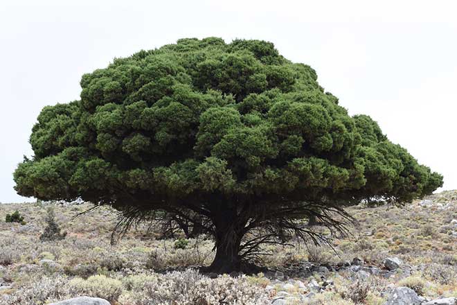 arvores Cupressus sempervirens