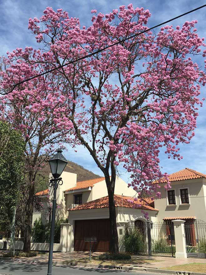 arvores Handroanthus heptaphyllus
