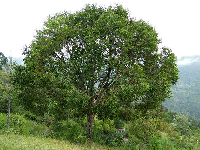 arvores Syzygium cumini