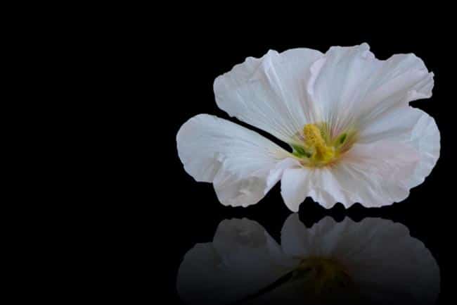 branca Flor de Malva branca Flor de Malva