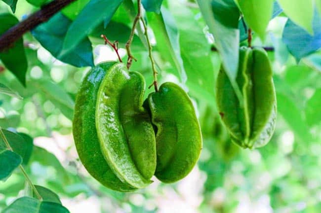 carambola frutos