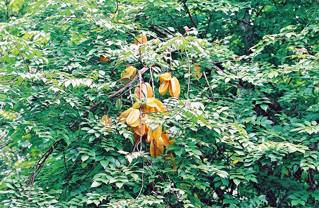 carambola jardim