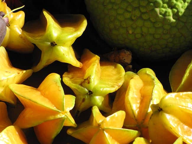 colheita Averrhoa carambola