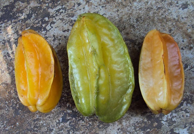 colheitas Averrhoa carambola