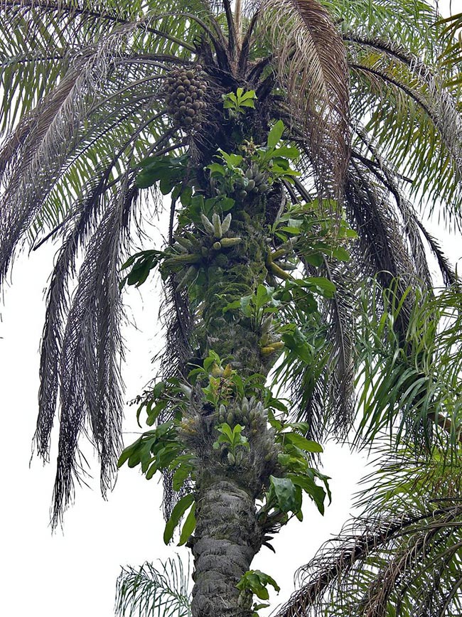 como cuidar Acrocomia aculeata
