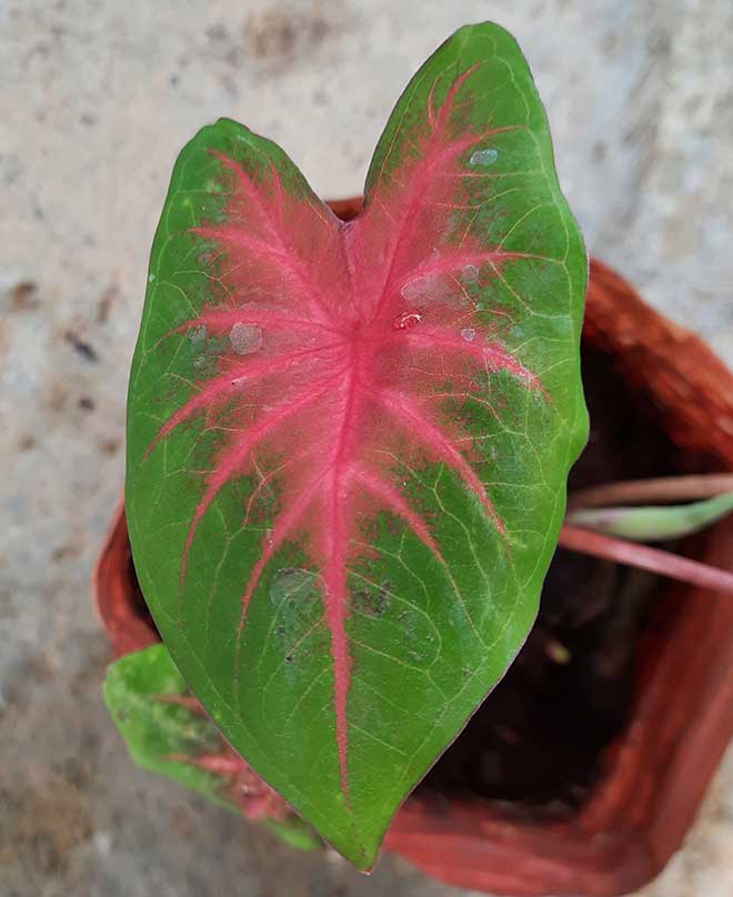 decoracao Caladium bicolor