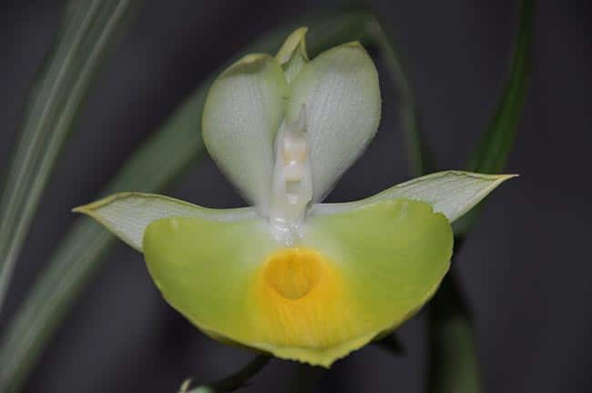 decoracao Catasetum pileatum