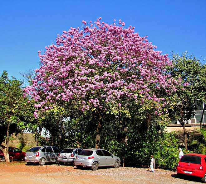decoracao Handroanthus heptaphyllus