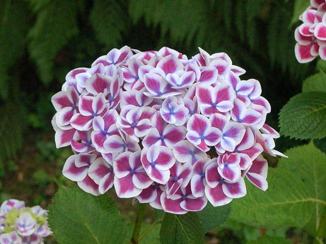 decoracao Hortensia