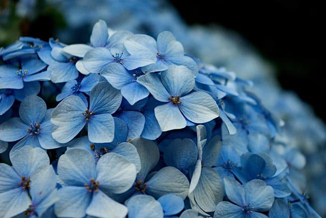 decoracao Hydrangea macrophylla