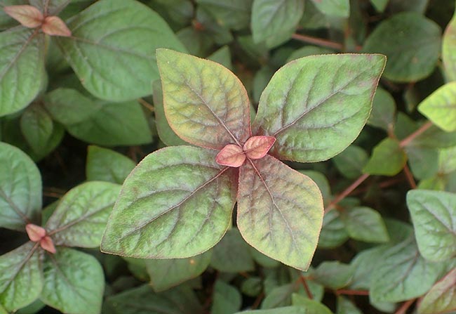 decoracao Iresine herbstii
