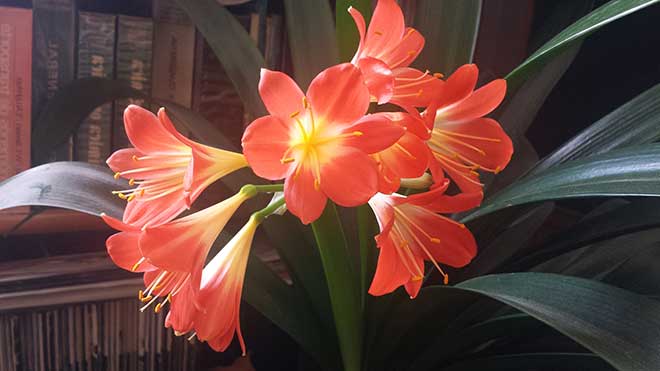 decoracao Lilium browni decoracao Lilium browni