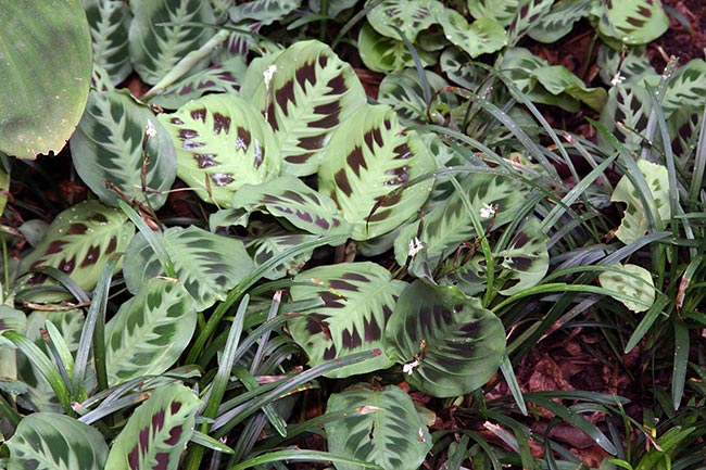 decoracao Maranta leuconeura