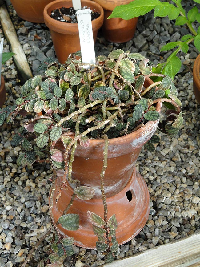 decoracao Pellionia repens