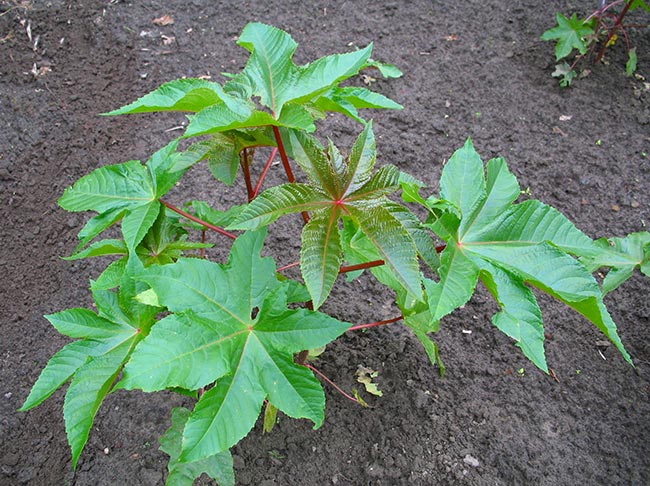 decoracao Ricinus communis decoracao Ricinus communis