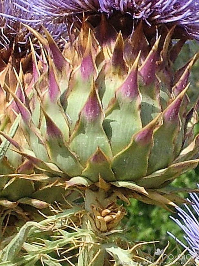 decoracao alcachofra