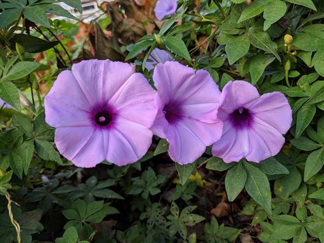 decoracao ipomoea cairica 2 1024x768 1
