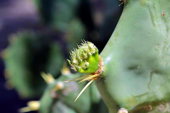 espinho Opuntia cochenillifera