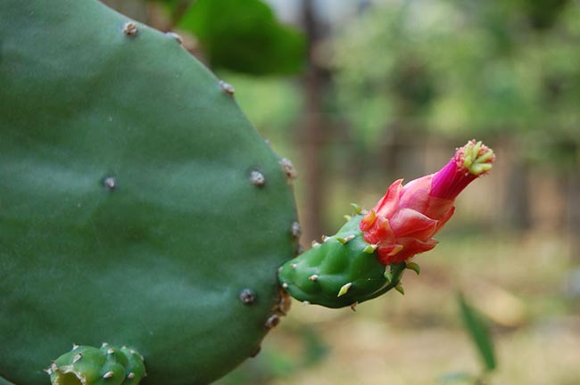 espinhos Opuntia cochenillifera