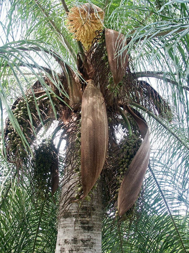 flor Acrocomia aculeata