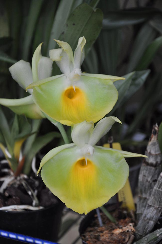 flor Catasetum pileatum