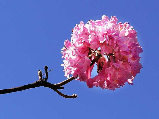 flor Handroanthus heptaphyllus
