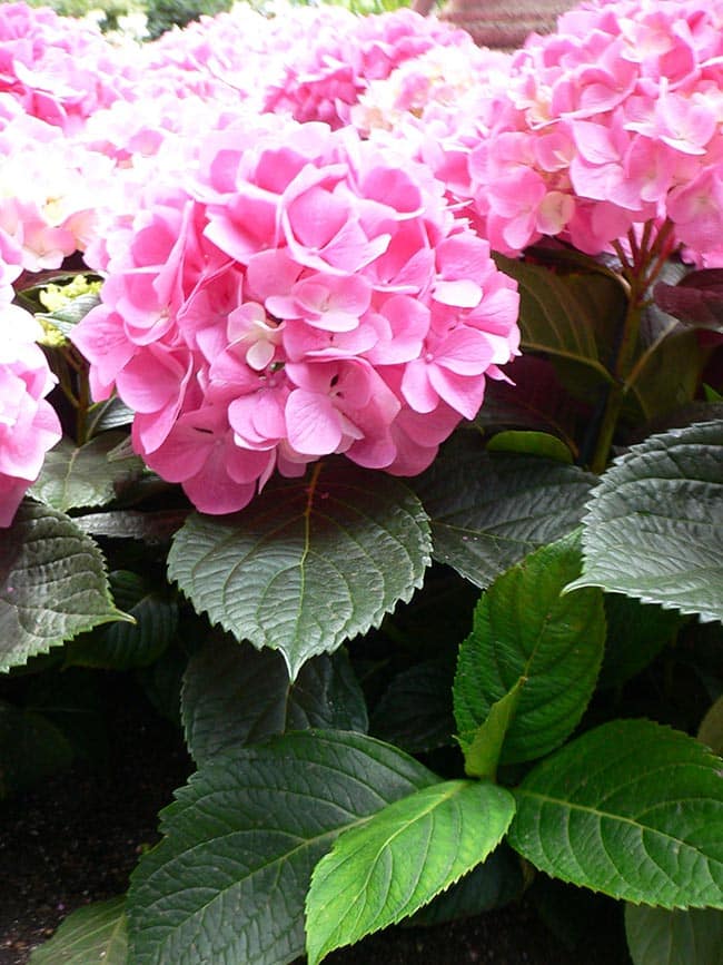 flor Hortensia