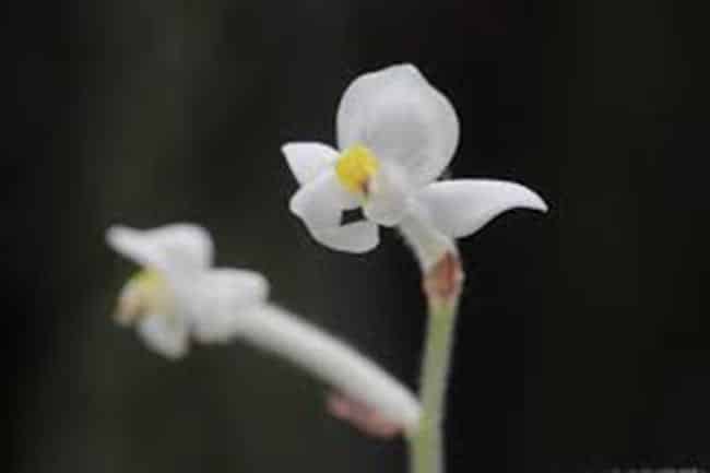 flor Ludisia discolor