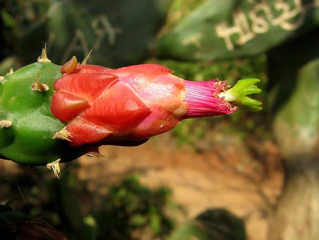 flor Opuntia cochenillifera