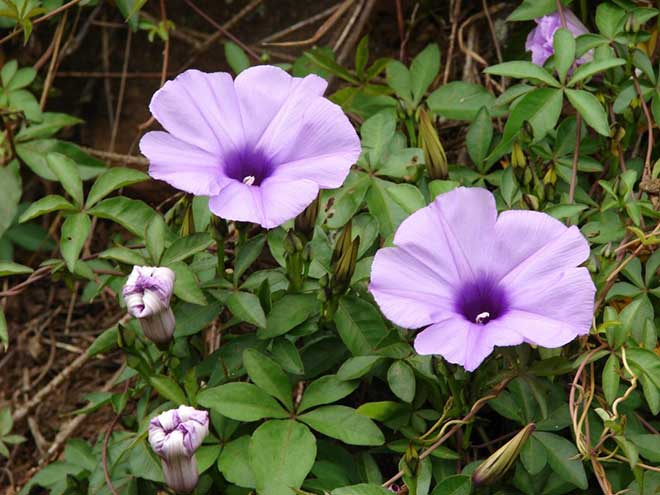 flor ipomoea cairica 3 1024x768 1