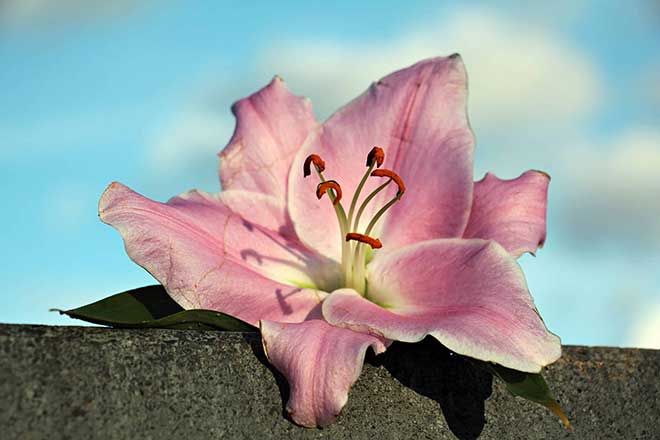 flor lirio flor lirio