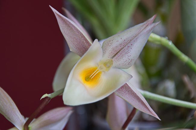 flores Catasetum pileatum