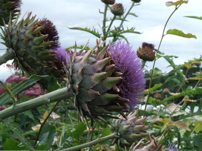flores Cynara cardunculus var. scolymus