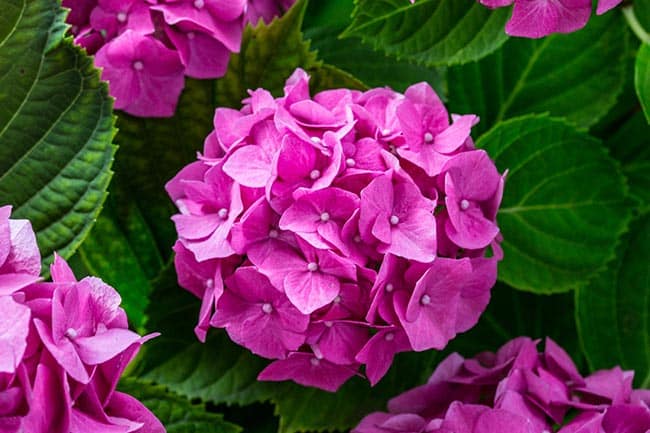 flores Hortensia