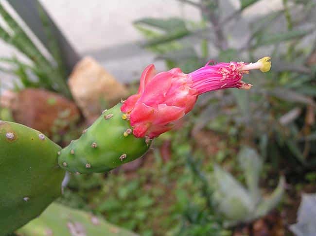flores Opuntia cochenillifera