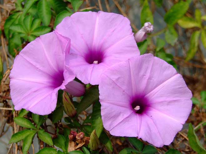 flores ipomoea cairica 1 1